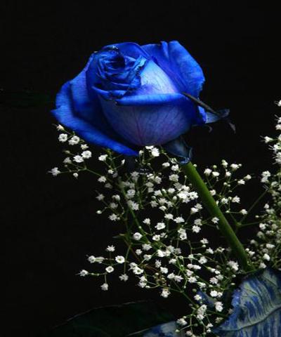 hoa hồng xanh